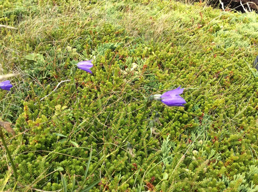 Giesecke's Harebell