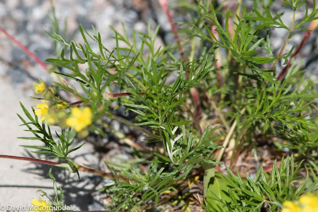 Two-world Cinquefoil