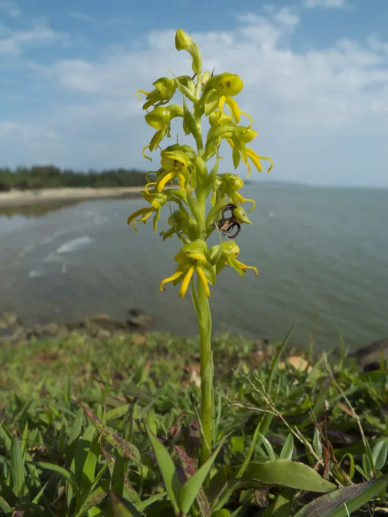 Habenaria Marginata