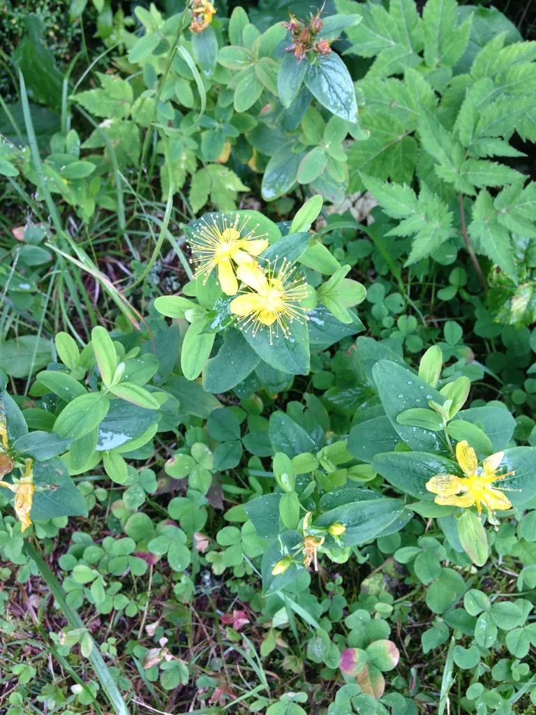 Mountain St. John's-wort