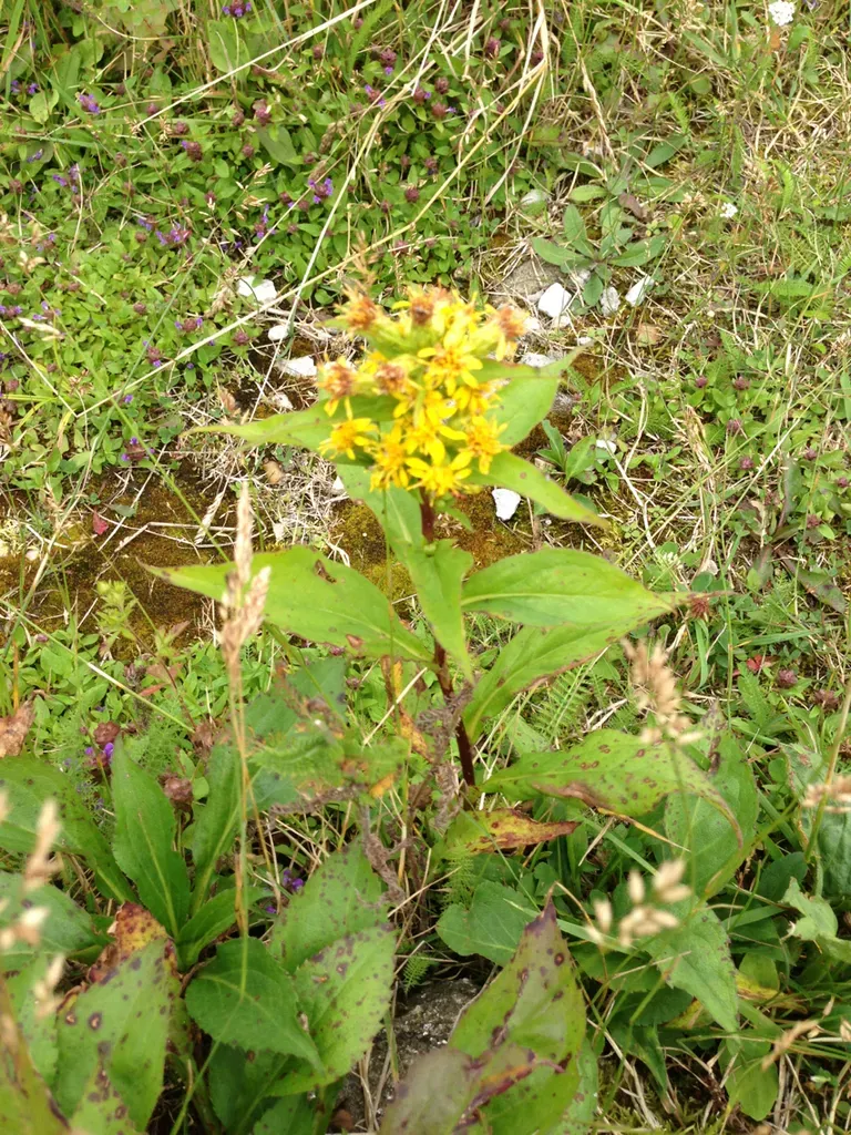 Clustered Goldenrod