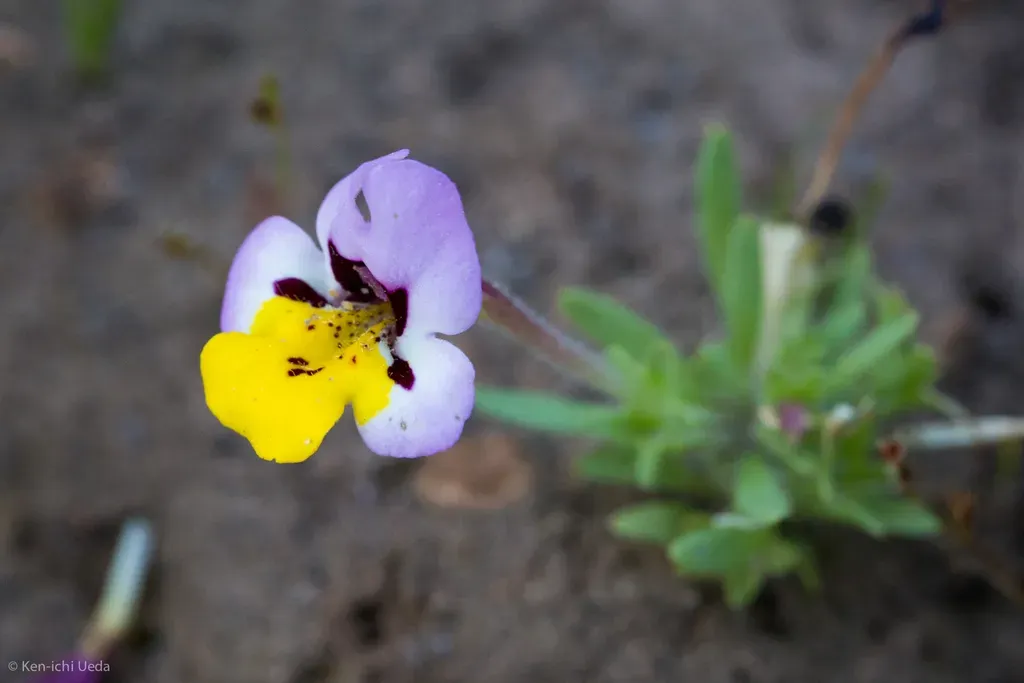 Yellow-lip Pansy Monkeyflower