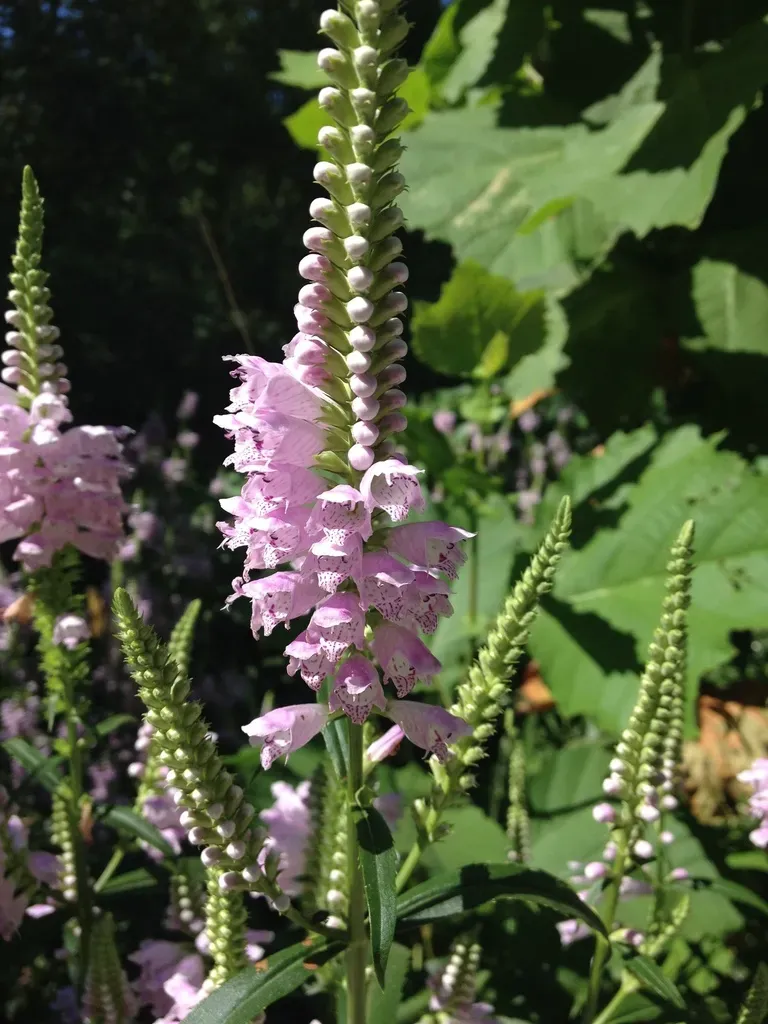 Obedient Plant