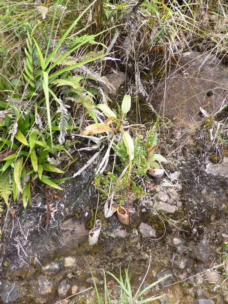 Nepenthes Burbidgeae