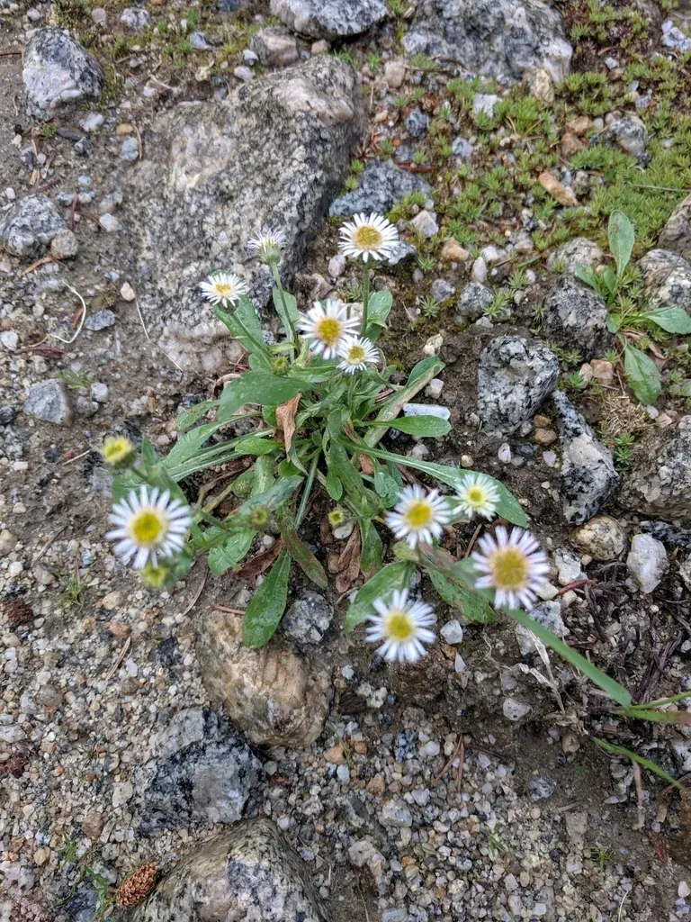 Snow Fleabane Daisy
