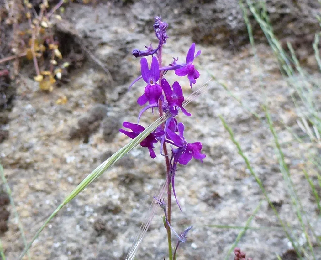 Elegant Toadflax