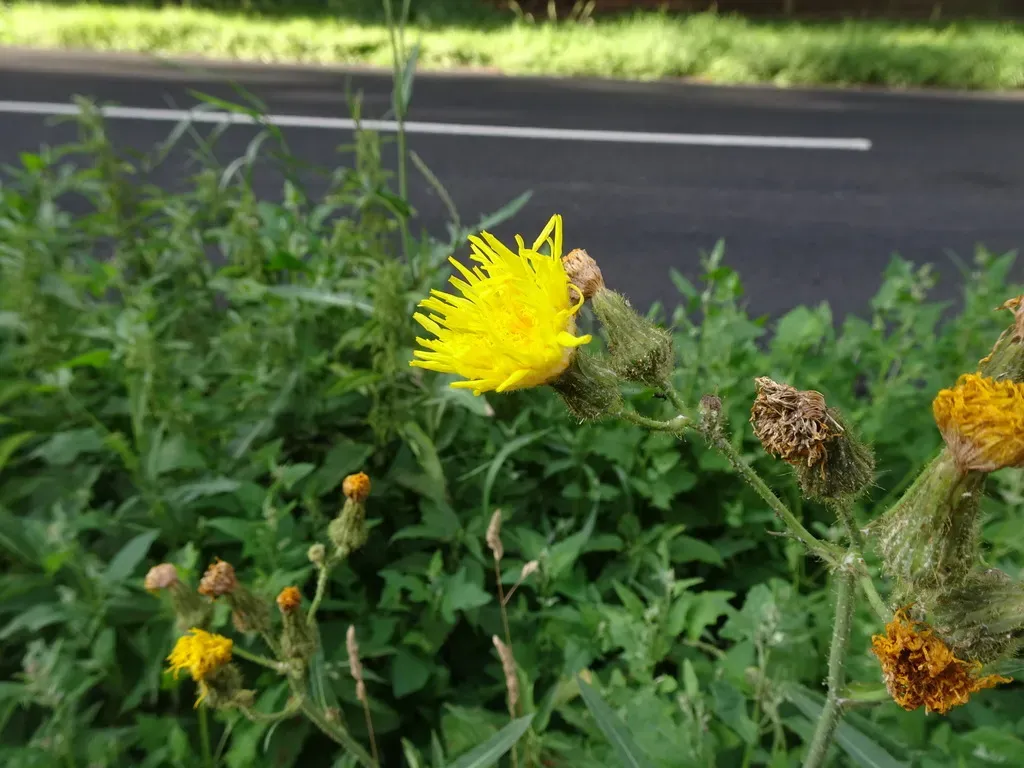 Field Sow-thistle