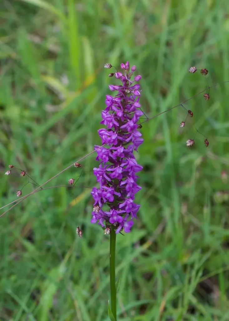 Marsh Fragrant-orchid