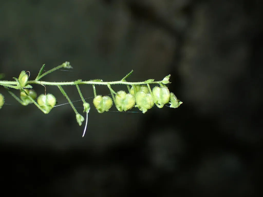Nettle-leaved Speedwell