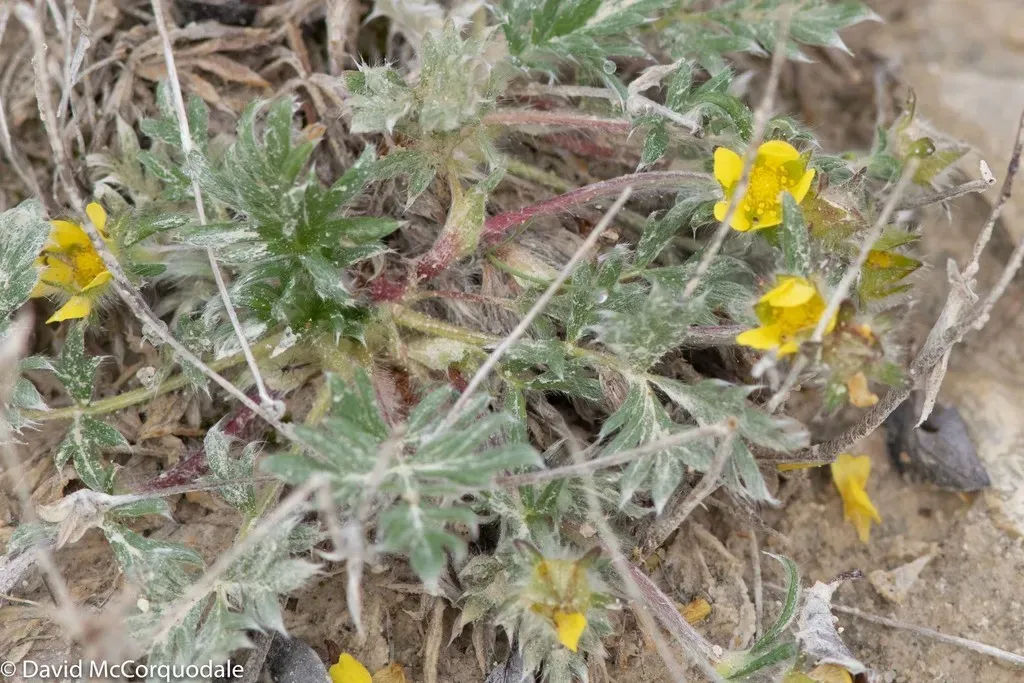 Pretty Cinquefoil