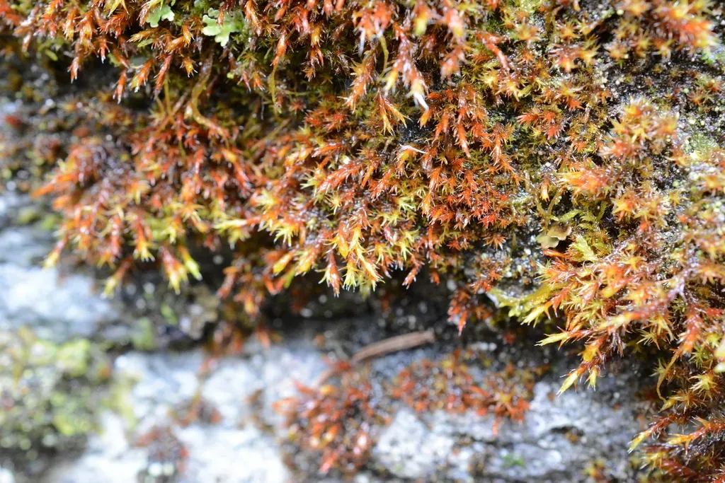 Papillose Bloom Moss