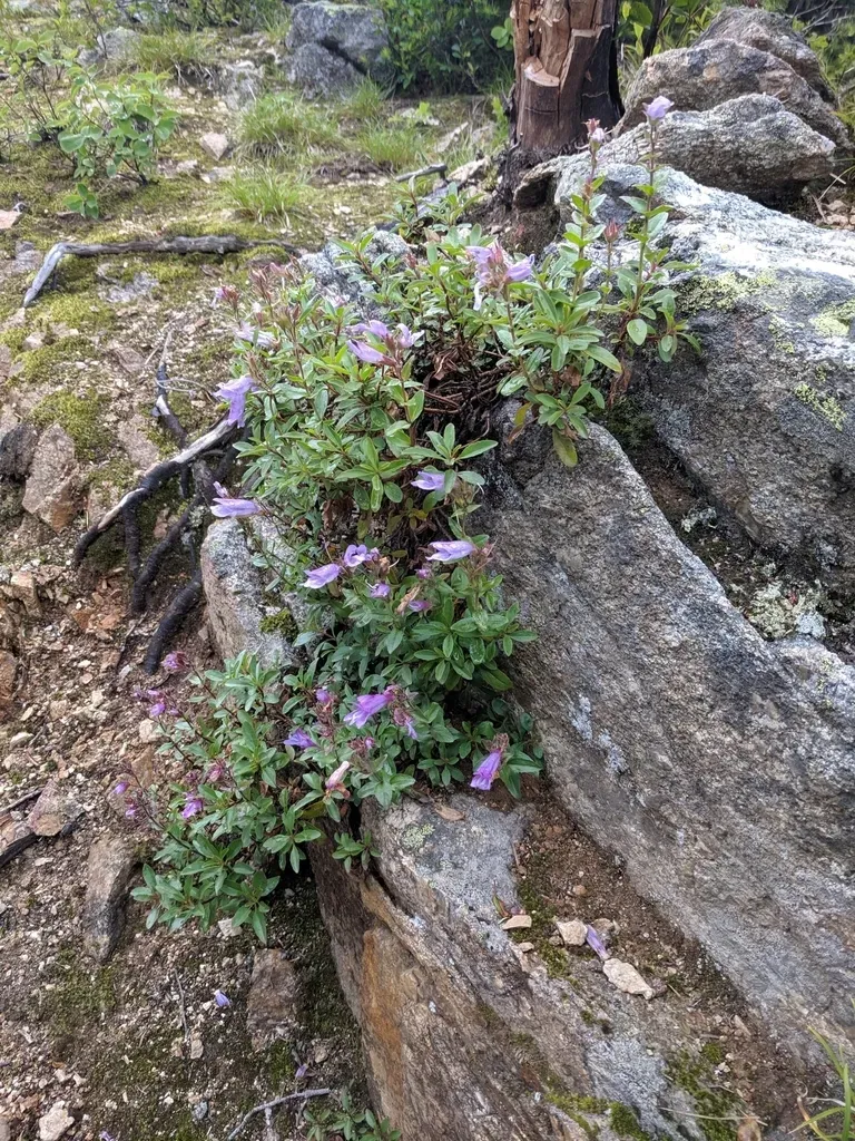 Egg-leaf Beardtongue