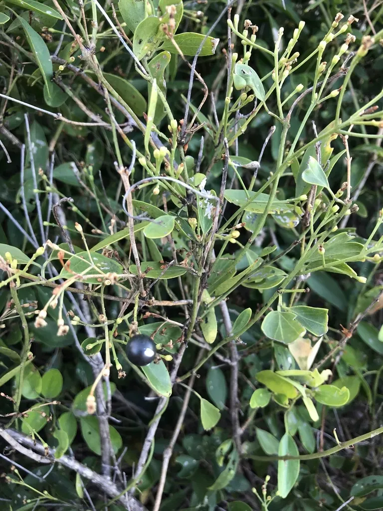 Australian Wax Jasmine
