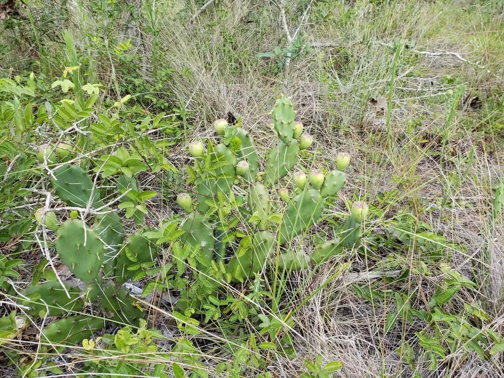 Southern Prickly Pear