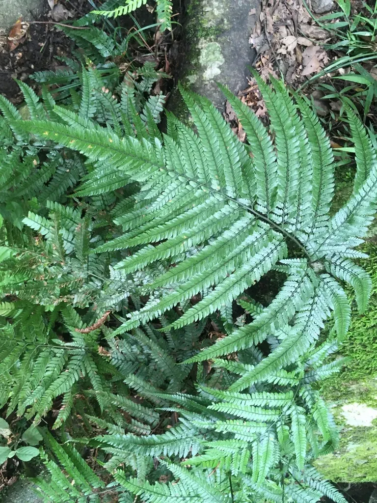 Shiny Bristle Fern