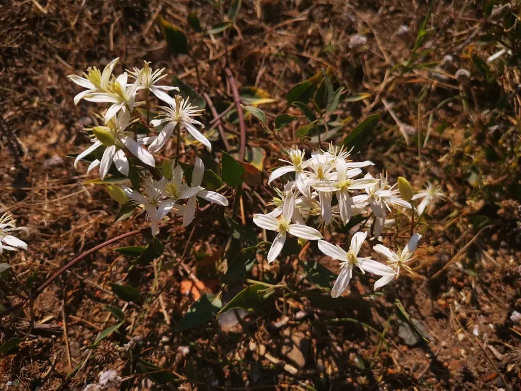 Fragrant Virgin's Bower