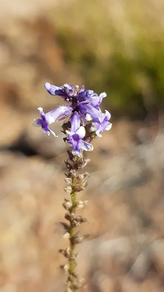 Daisy-leaved Toadflax