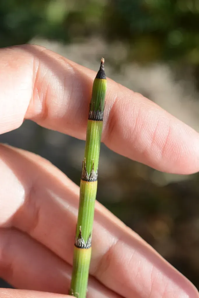 Mackay's Horsetail