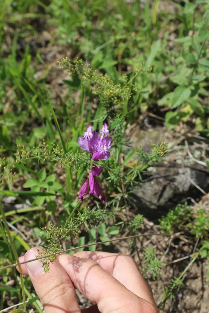 Polygala Anatolica