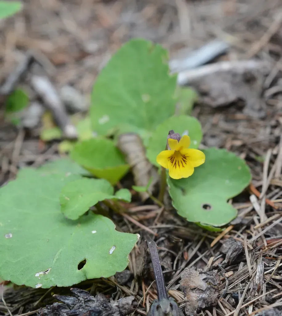 Roundleaf Violet