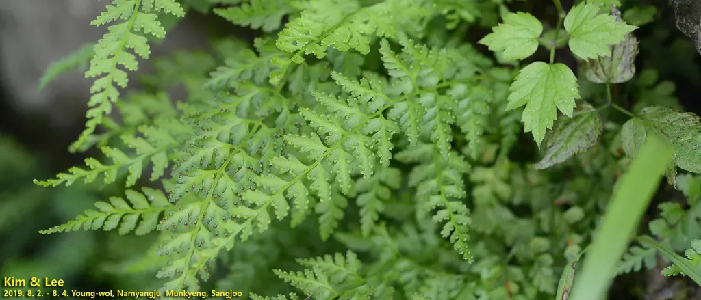 Wilford’s Hayscented Fern