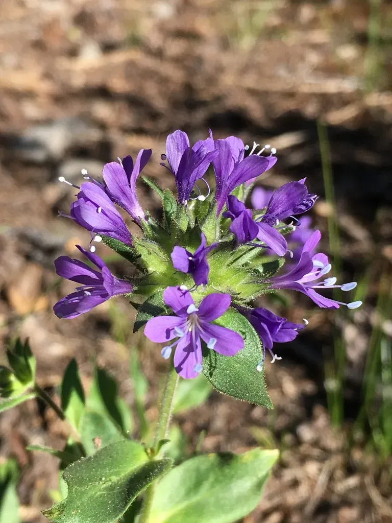 Mount Mazama Collomia
