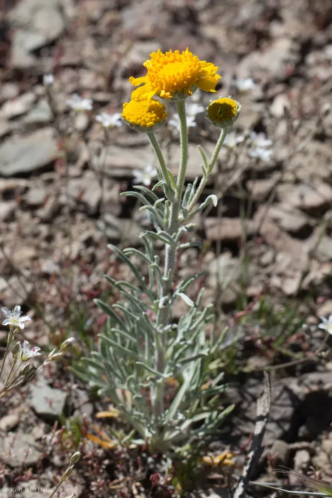 Cooper's Rubberweed