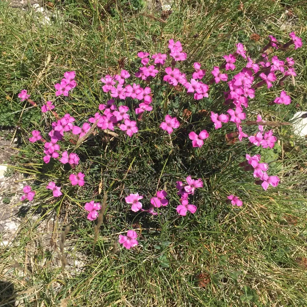Dianthus Brachycalyx
