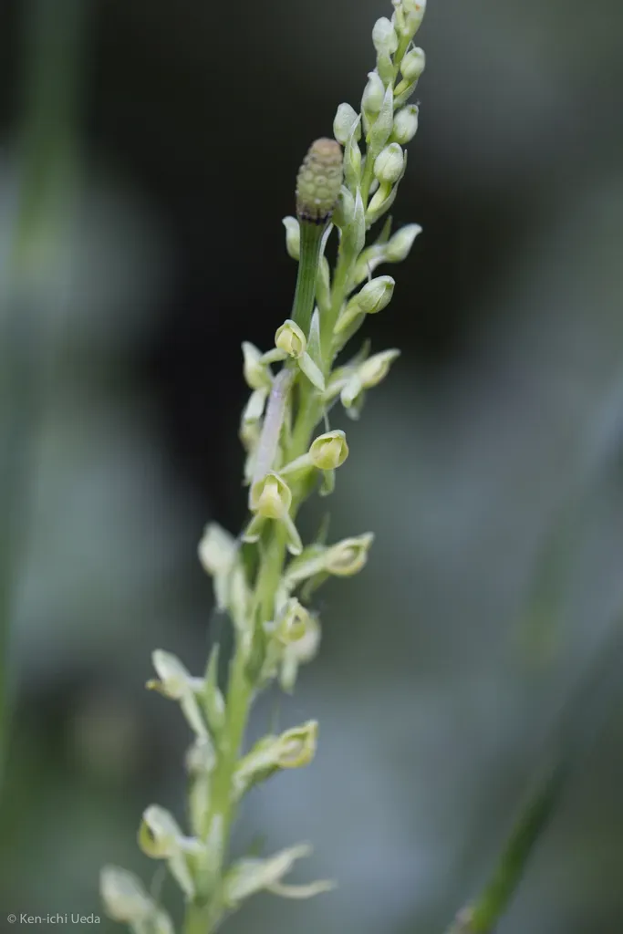 Great Basin Bog Orchid