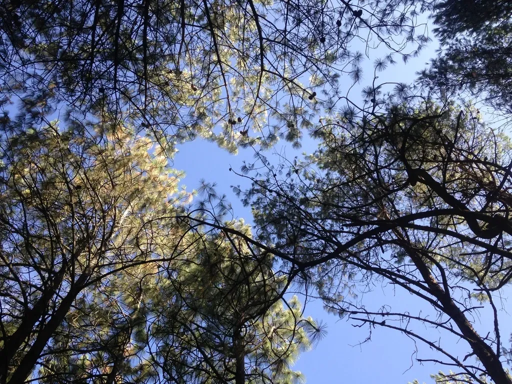 Smooth-bark Mexican Pine
