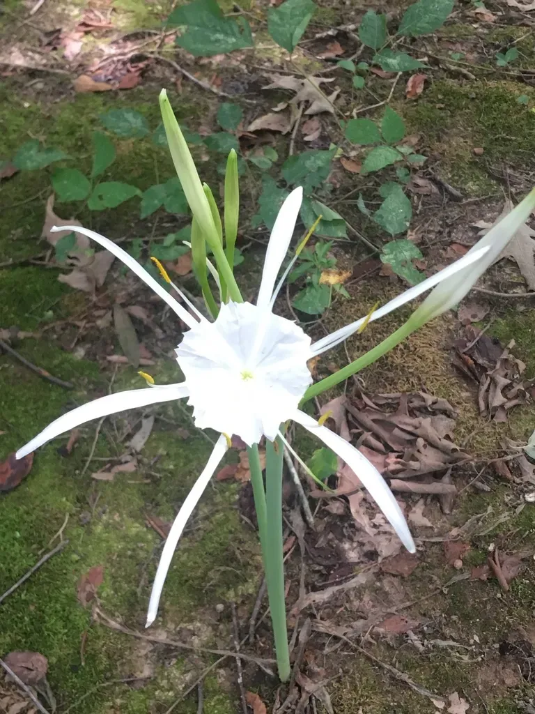 Carolina Spider-lily