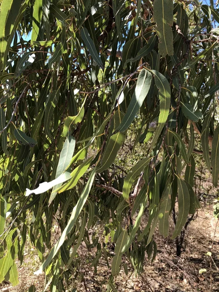 Dallachy's Ghost Gum