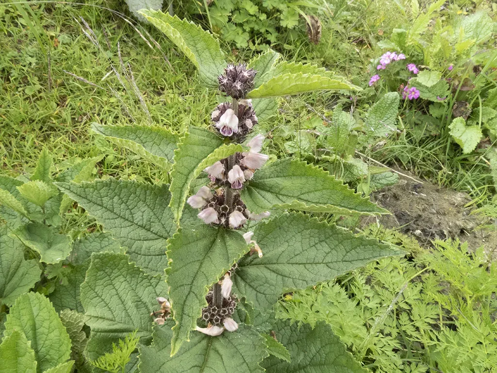 Purple Mountain Torchwort