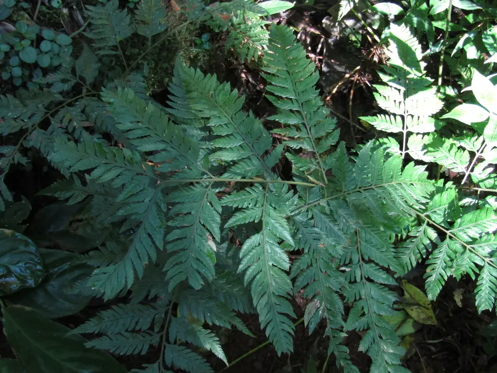 Parapolystichum Effusum