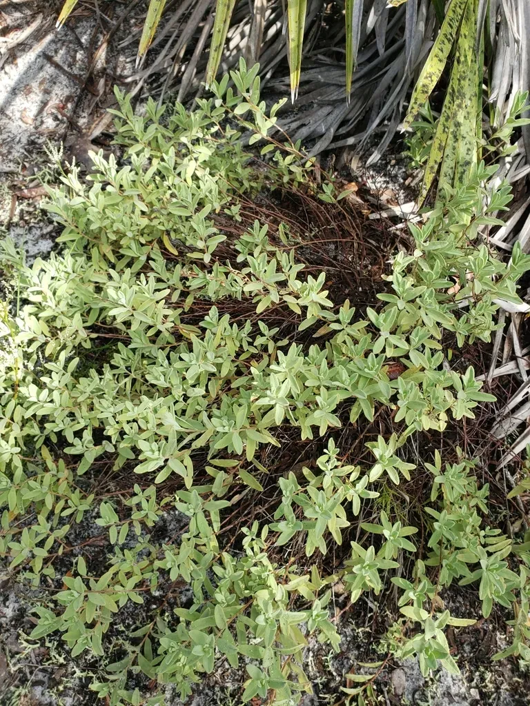 Florida Scrub Sunrose