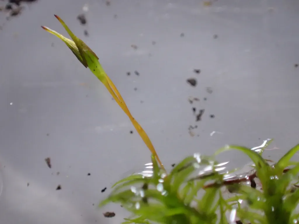 Ptychomitrium Gardneri