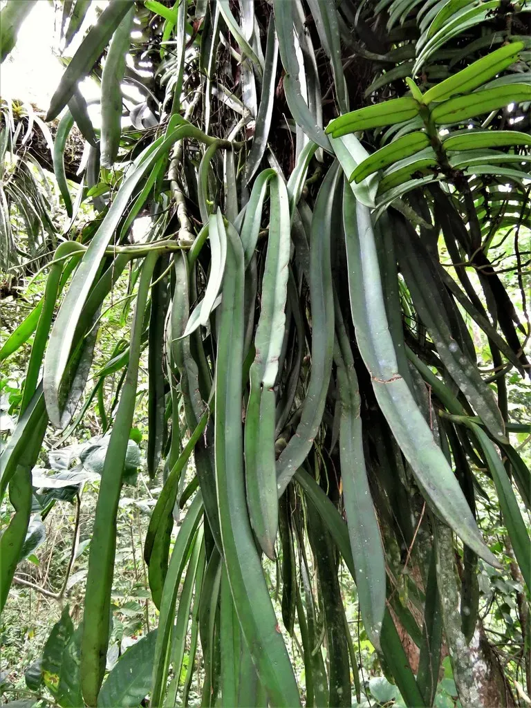 Diaphananthe Fragrantissima