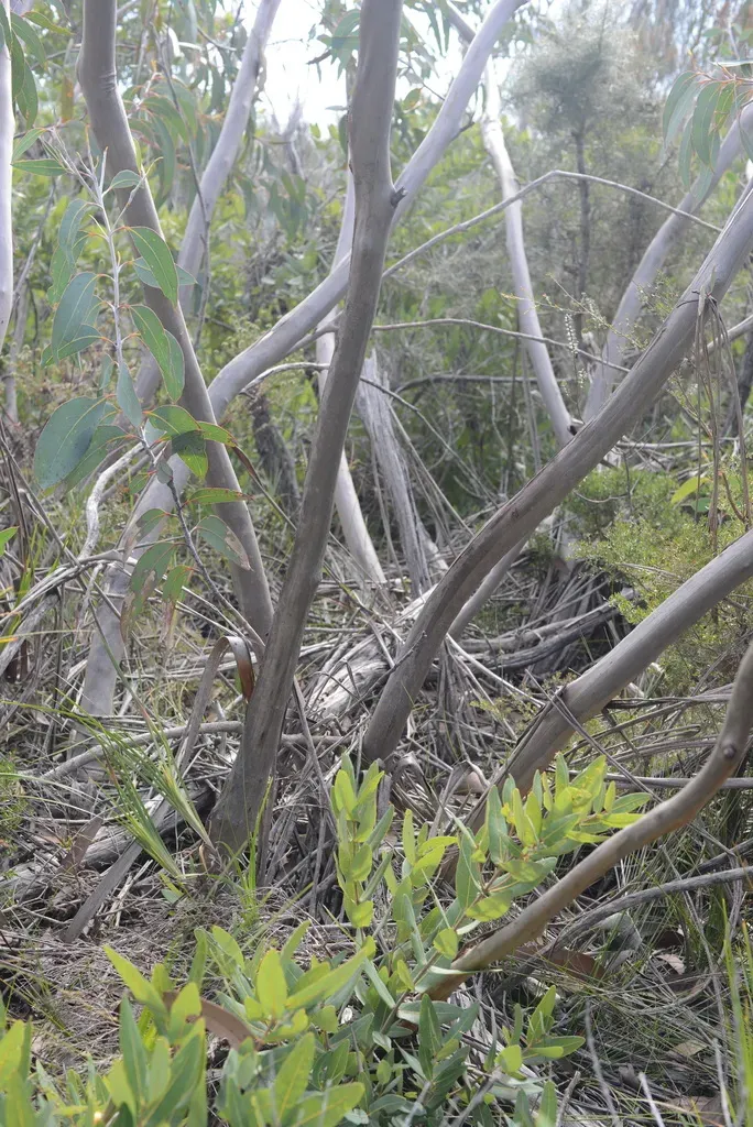 Eucalyptus Luehmanniana