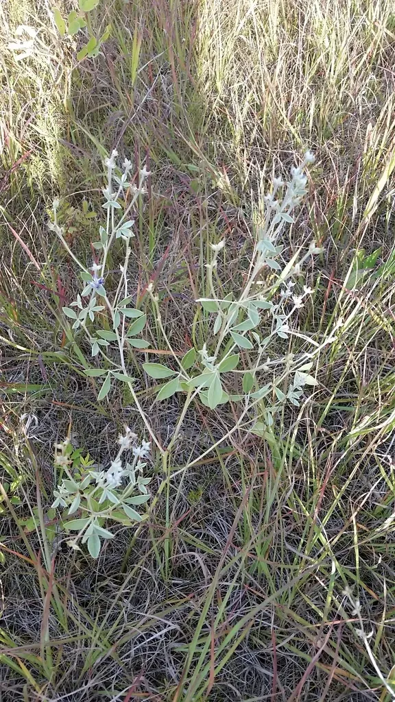 Silverleaf Scurfpea