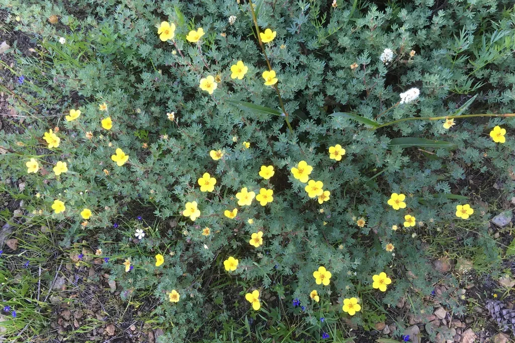 Shrubby Cinquefoil