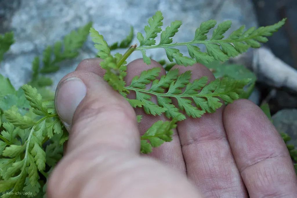 American Alpine Ladyfern
