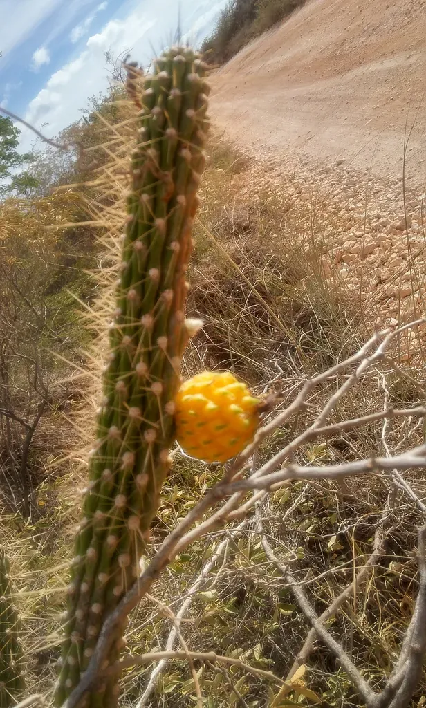 Hispaniolan Applecactus