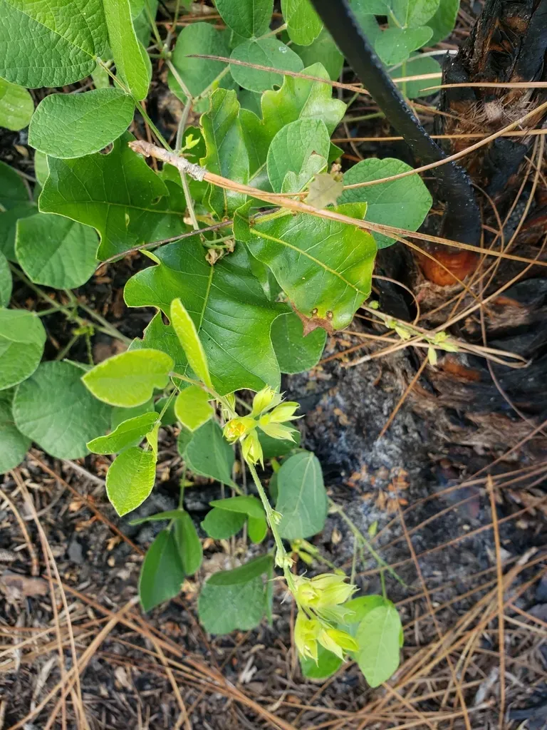 Doubleform Snoutbean