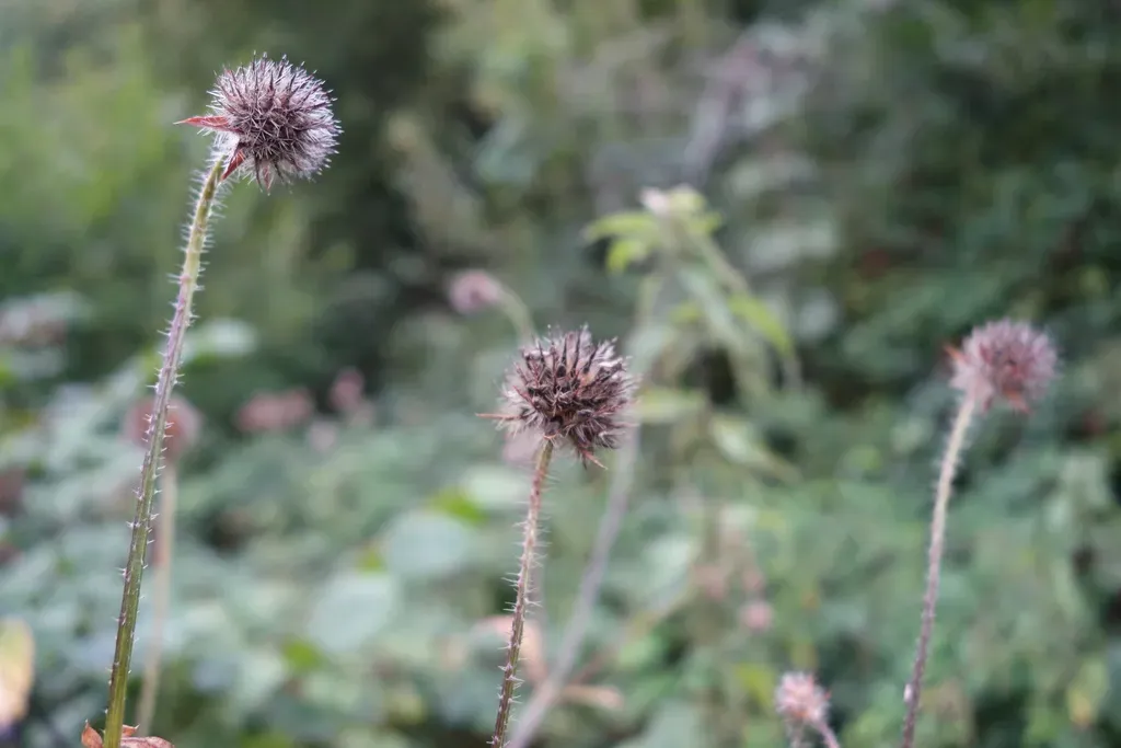 Small Teasel