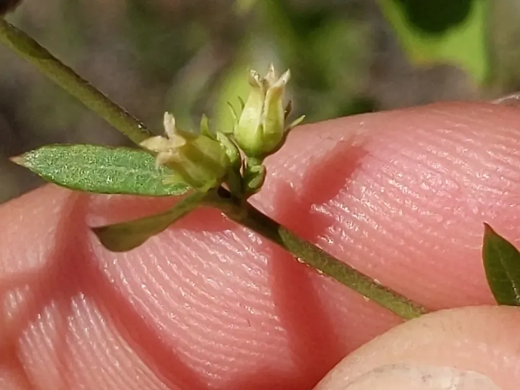 Arizona Swallow-wort