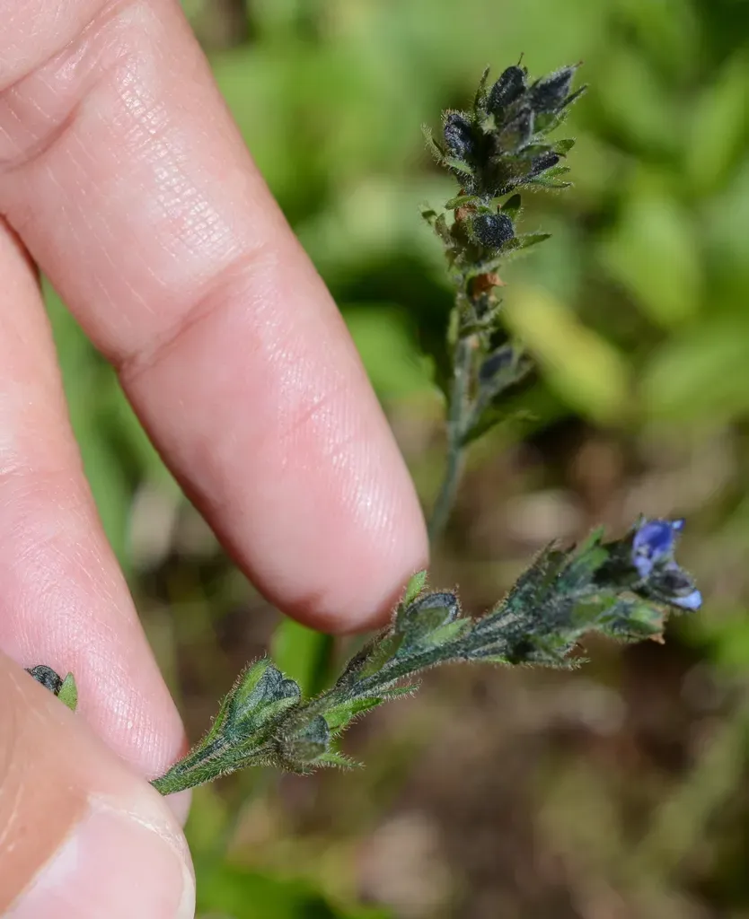 American Alpine Speedwell