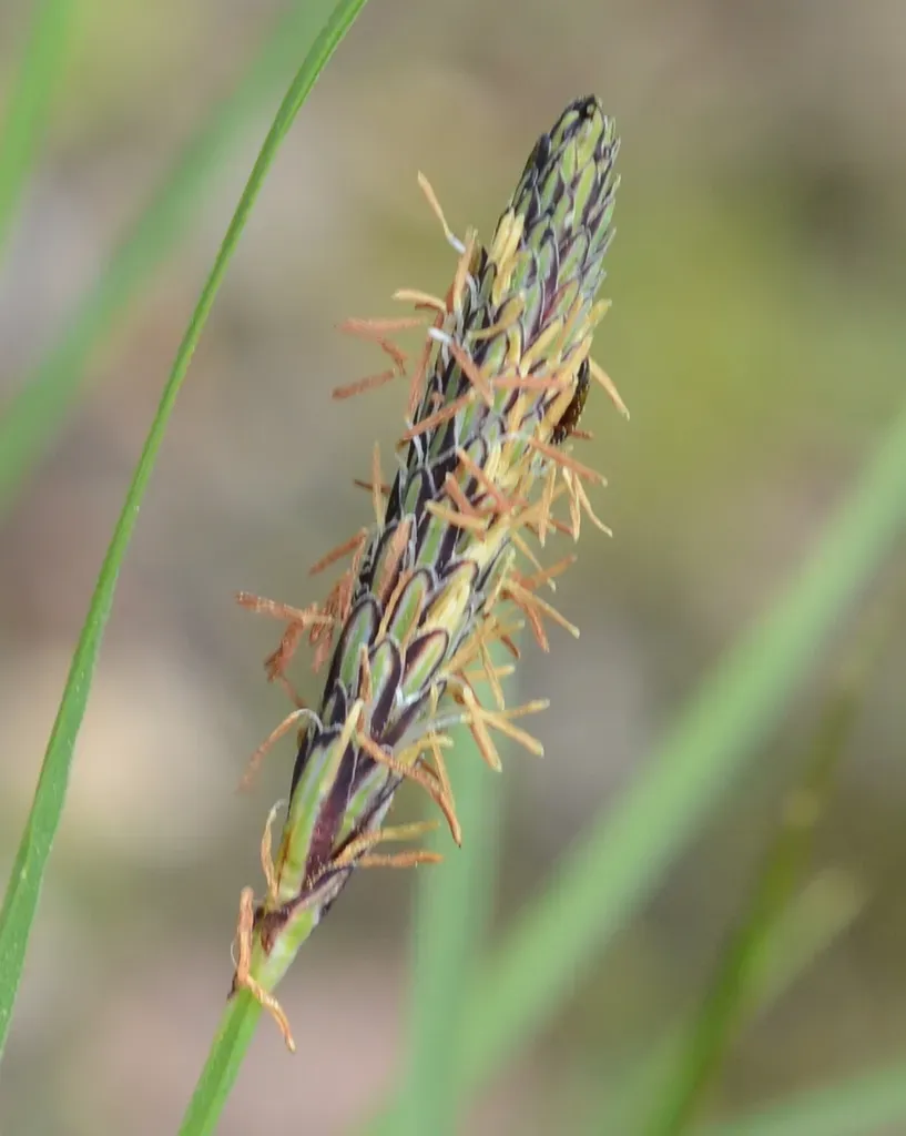 Kellogg's Sedge