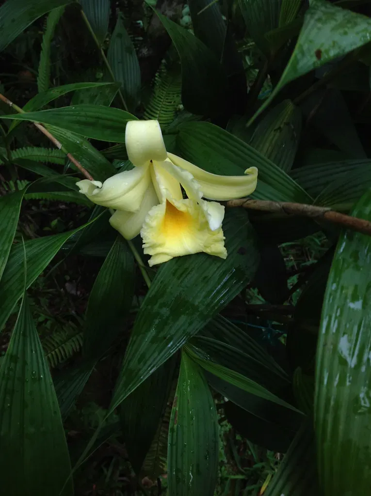 Sobralia Xantholeuca