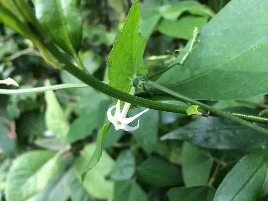Cyclanthera Carthagenensis