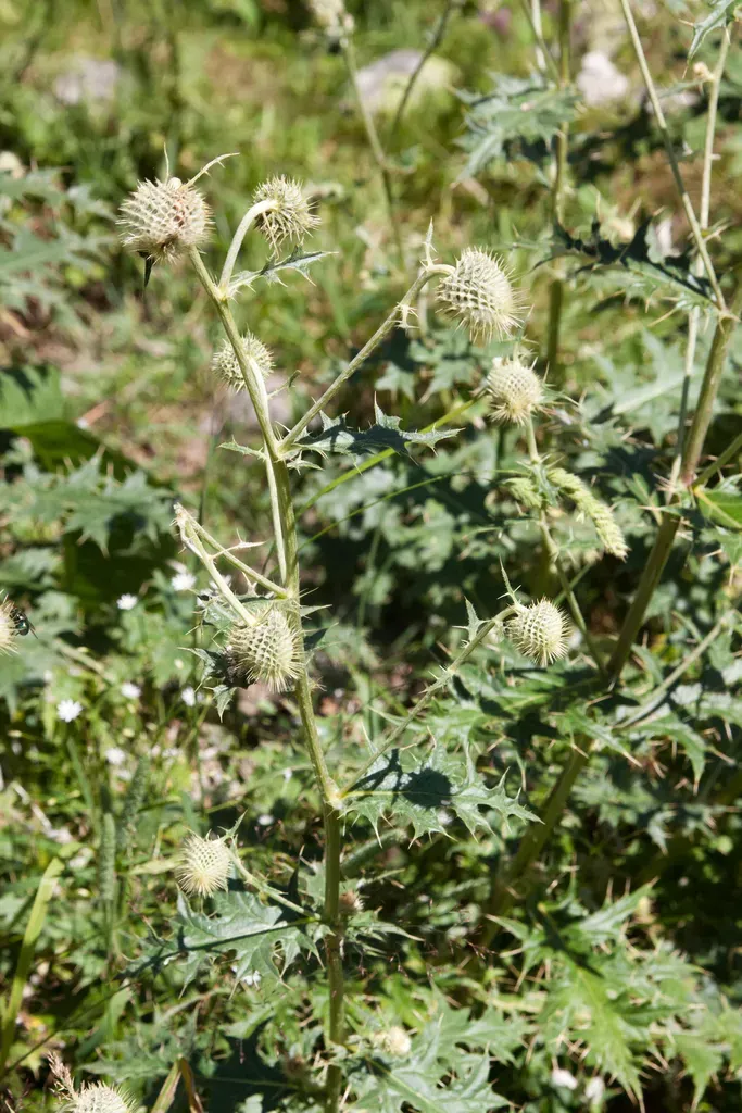 Cirsium Chlorocomos